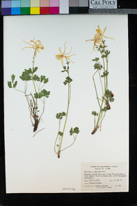 Aquilegia pubescens image