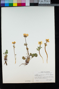 Ranunculus eschscholtzii var. oxynotus image