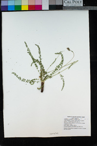 Horkeliella purpurascens image