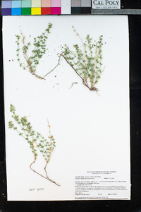 Galium multiflorum image