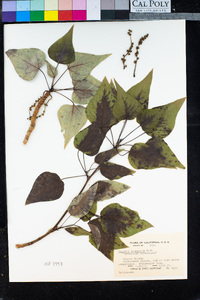 Image of Populus acuminata