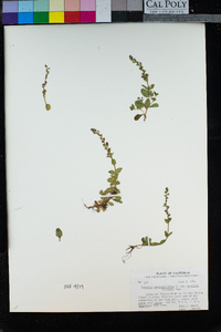 Veronica serpyllifolia subsp. humifusa image