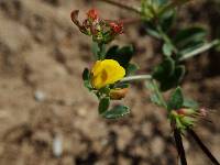 Acmispon maritimus var. maritimus image