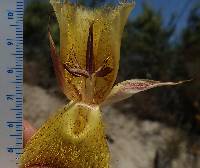 Calochortus weedii var. intermedius image