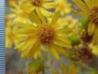 Senecio flaccidus var. douglasii image