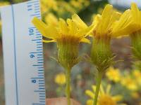 Senecio flaccidus var. douglasii image