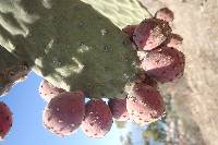 Opuntia tomentosa image