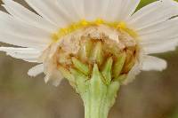 Argyranthemum foeniculaceum image