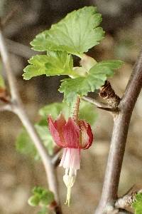 Ribes californicum image