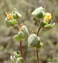 Acmispon wrangelianus image