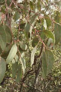 Image of Eucalyptus polyanthemos