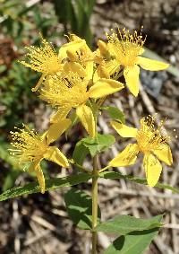 Hypericum canariense image