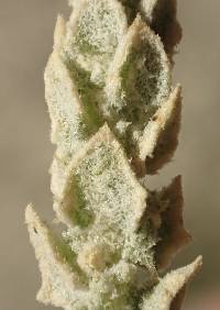 Atriplex coronata image