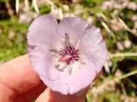 Calochortus splendens image