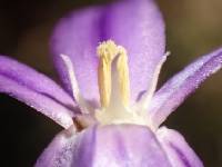 Brodiaea filifolia image