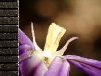 Brodiaea filifolia image