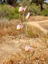 Calochortus plummerae image