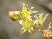 Dudleya multicaulis image