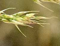 Stipa miliacea var. miliacea image