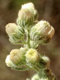 Laennecia coulteri image