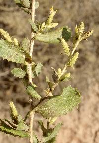 Hazardia squarrosa var. grindelioides image