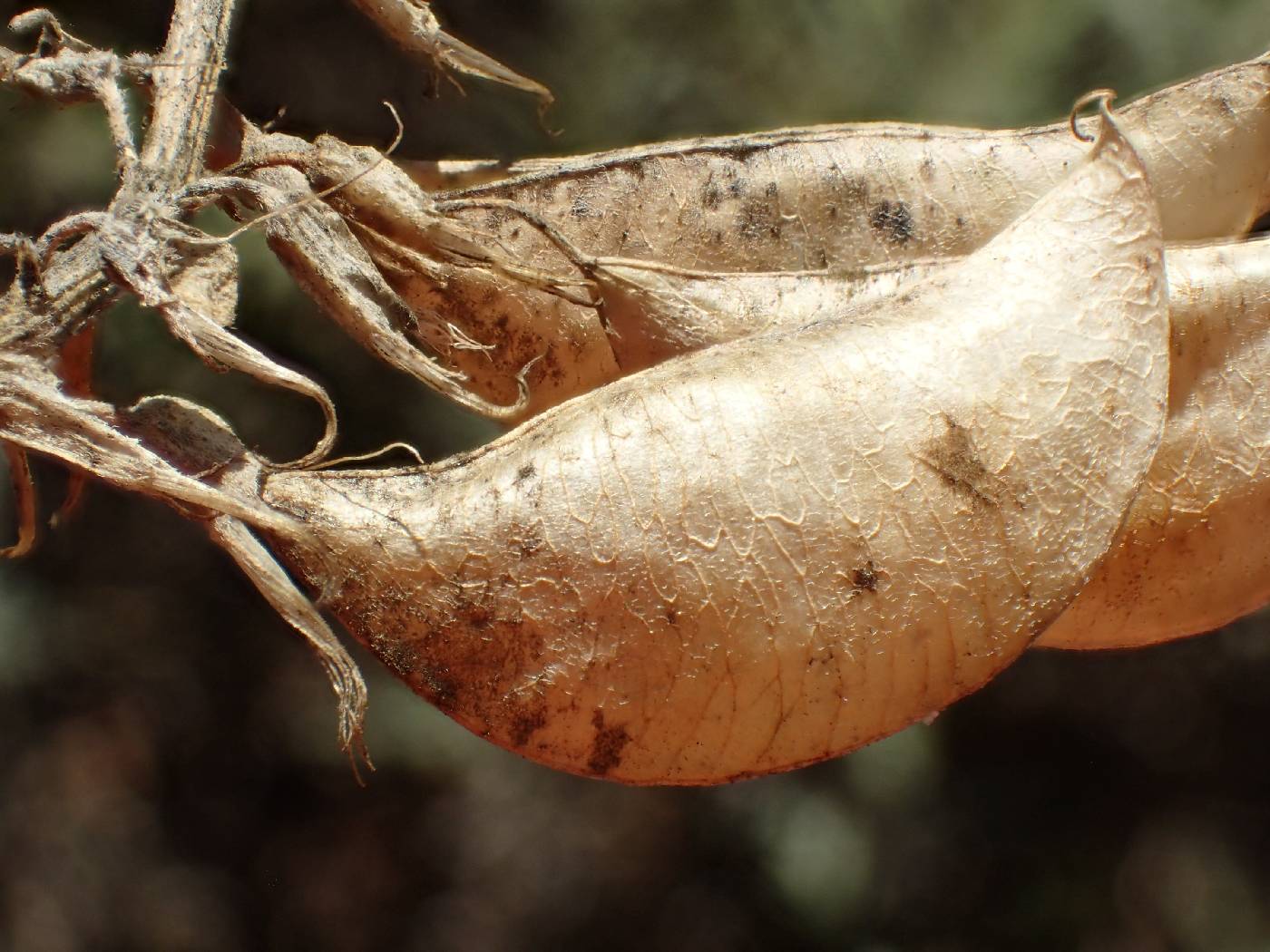 Astragalus trichopodus var. lonchus image