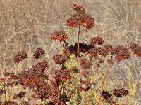 Eriogonum fasciculatum var. foliolosum image