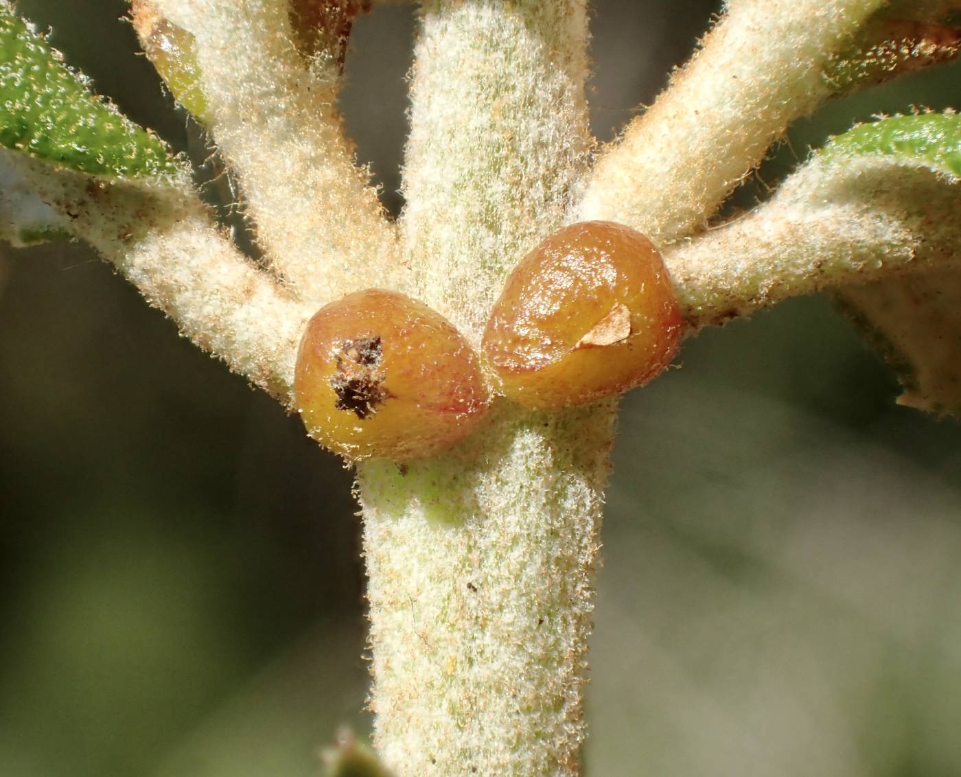 Ceanothus crassifolius var. crassifolius image