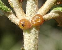 Ceanothus crassifolius var. crassifolius image