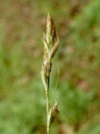 Carex praegracilis image