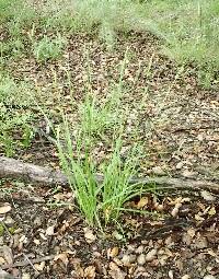 Carex praegracilis image