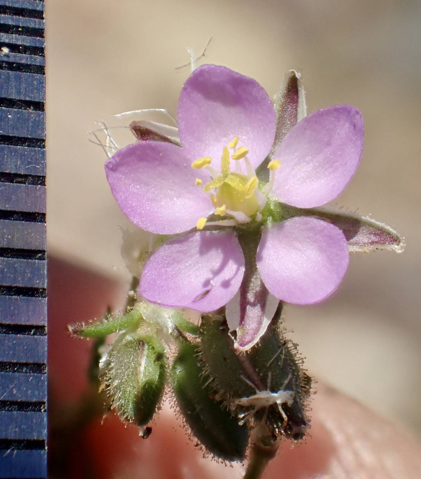 Spergularia rubra image