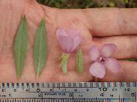 Clarkia purpurea subsp. purpurea image