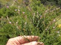 Limonium duriusculum image