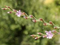 Limonium duriusculum image