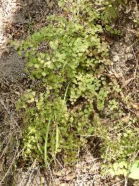 Adiantum jordanii image