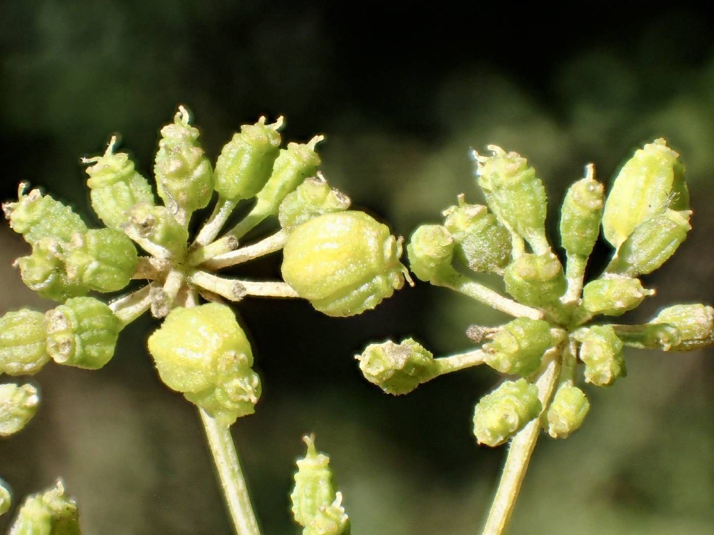 Conium maculatum image