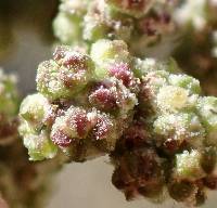 Chenopodium album image