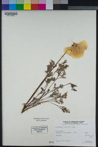 Eschscholzia californica image