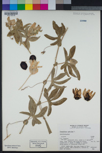 Passiflora caerulea image