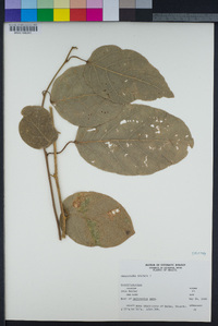 Image of Passiflora costata