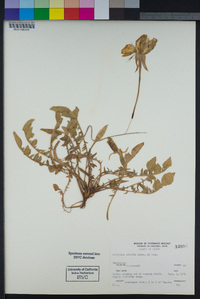 Oenothera stricta image