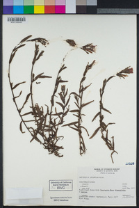 Castilleja latifolia image