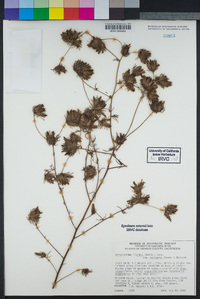 Cordylanthus rigidus image