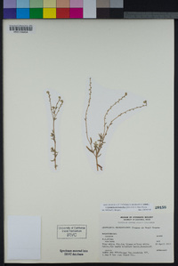 Cryptantha microstachys image