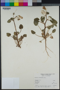 Phacelia campanularia image