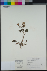 Phacelia campanularia image