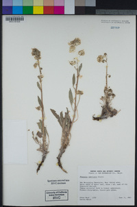 Phacelia imbricata image