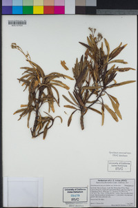 Eriodictyon trichocalyx var. trichocalyx image