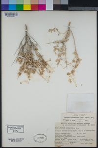 Atriplex confertifolia image